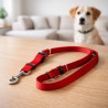 Set Correa Collar Teddy Pet Roja Talla M (8702R-M)