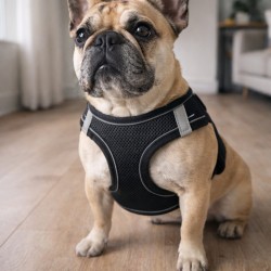 Pechera para perro TEDDY PET negra talla M | Arnés cómodo y seguro