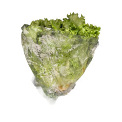 Lechuga Americana Und  (115412)